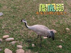 -北京麋鹿生态实验中心