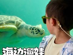 -广东惠东海龟国家级自然保护区