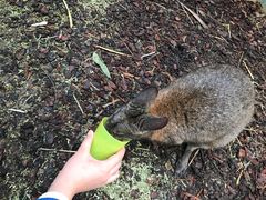 -费瑟代尔野生动物园