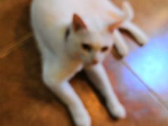 -李小姐の猫咖啡馆(五角场店)