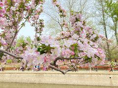 -海棠花溪(元大都城垣遗址公园)