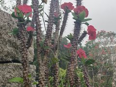 -胡里山炮台