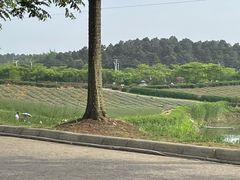 -大塘金香草谷