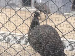 -太阳部落