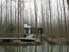 -合肥滨湖国家森林公园