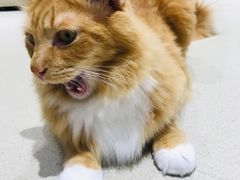 -藏猫猫咖啡主题馆(中央大道店)