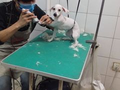 -中农大我爱我爱24h动物医院·中医针灸·猫专科·骨科医疗中心(双井店)