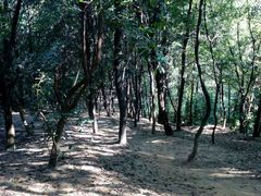 -火炉山森林公园