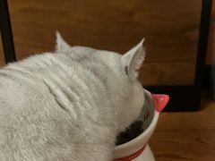 -关爱宠物医院·猫科中心·消化科(滨湖万达分院)