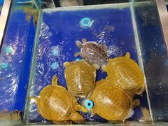 -盒马鲜生(莱蒙都会店)