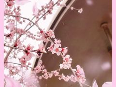 -桃花堤公园