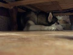 -more than meow吴止猫主题餐厅(承德 中船汇店)