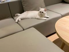 -猫腻·猫咖·撸猫馆(星光大道店)