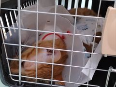 -宠福鑫康馨动物医院·骨科·眼科