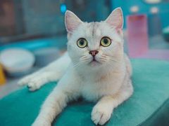 -BABIT巴比特宠物(MOMOPARK店)