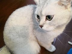 -李小姐の猫咖啡馆(五角场店)