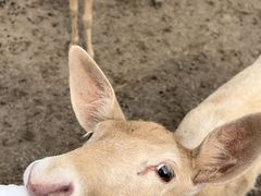 -北京麋鹿生态实验中心