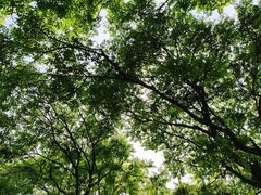 -上海滨江森林公园