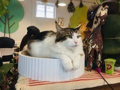 -猫小院猫主题咖啡厅(北锣店)