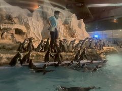 -帝企鹅自助餐厅•儿童岛•真企鹅(长隆企鹅酒店)