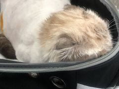 -北京赛佳动物医院