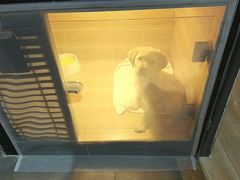 -宠物之家Pets Home 宠物寄养酒店