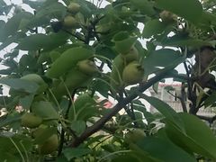 -漫渡庄绿岛花园•隐世庭园菜(滨湖店)