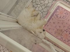 -momokira米努特·德文卷毛猫·棉花面纱犬