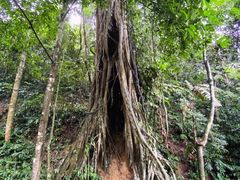 -中国科学院西双版纳热带植物园
