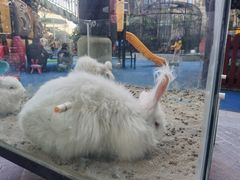 -上海崇明金茂凯悦酒店