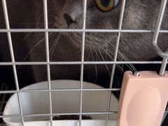 -pd派德宠物中心医院24H急重症·眼科中心·血液透析中心(嵩山北路店)