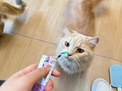 -唐小姐の私宠·宠物洗护美容·撸猫馆·购宠(周浦万达旗舰店)