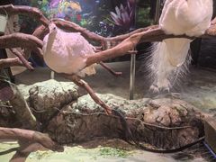 -正佳雨林生态植物园