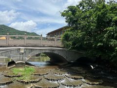 -银湖山郊野公园-相思林