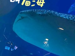 -烟台海昌鲸鲨海洋公园