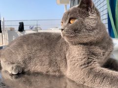 -lincat·猫舍(广州店)