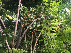 -呀路古热带植物园