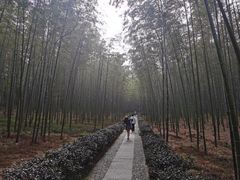 -大奇山国家森林公园