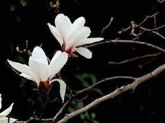 -红莲湖旅游度假区