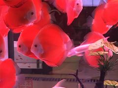 -中环花鸟鱼虫市场