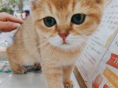 -四月宠物医院·猫专科·心脏专科·内科(转塘店)