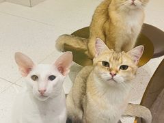 -飞行喵MR PILOT|猫舍·猫咖(静安大融城店)