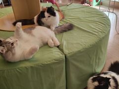 -MOYOYO猫咪咖啡店