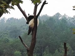 -都江堰中华大熊猫苑