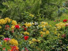 -永定河休闲森林公园