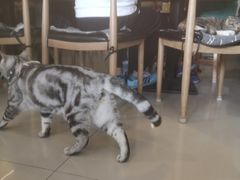 -平行世界·猫咖(首经贸店)