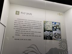 -贝壳王国博物馆
