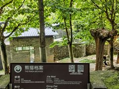 -都江堰中华大熊猫苑