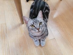 -猫咪派对(江南西店)