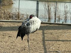 -盐城丹顶鹤湿地生态旅游区